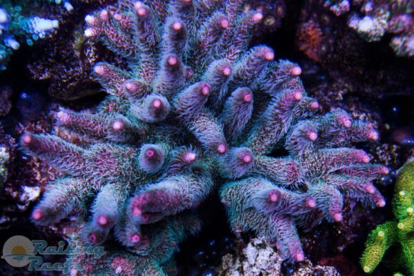 Kraken россия